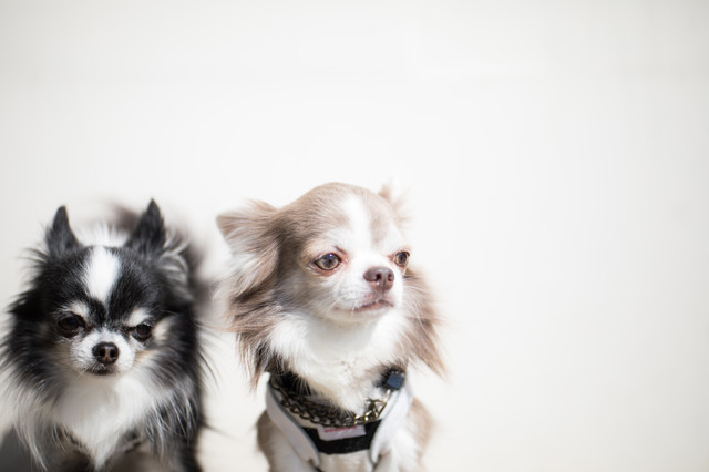愛犬と学ぶしつけの教科書