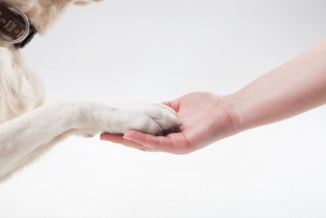 犬のしつけ「信頼関係」